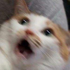 Meet your Posher, Avery